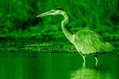 Head Tilting Great Blue Heron Hunting For Fish (Green Shade Photo)