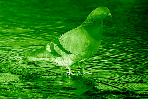 Head Tilting Pigeon Wading Atop River Water (Green Shade Photo)