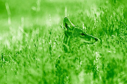 Hidden Coyote Watching Among Feather Reed Grass (Green Shade Photo)