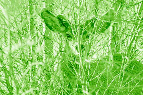 Hidden Mule Deer Watching Behind Tree Branches (Green Shade)