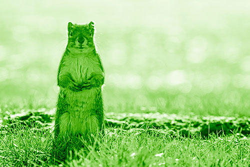Hind Leg Squirrel Standing Among Grass (Green Shade Photo)