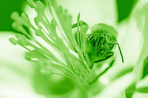 Honey Bee Crawling Among Columbine Flower (Green Shade)