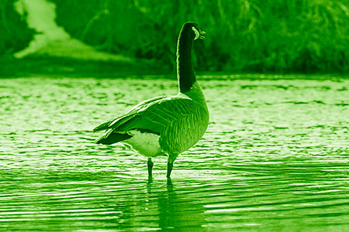 Honking Canadian Goose Standing Among River Water (Green Shade Photo)