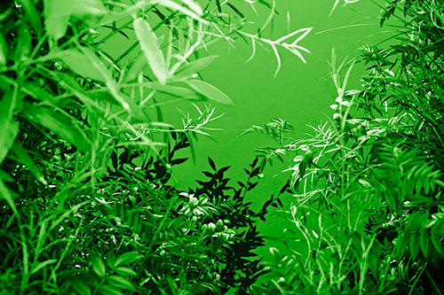 Horde Of Fern Plants Descending Into River Water (Green Shade)