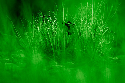Horned Lark Hiding Among Grass (Green Shade Photo)