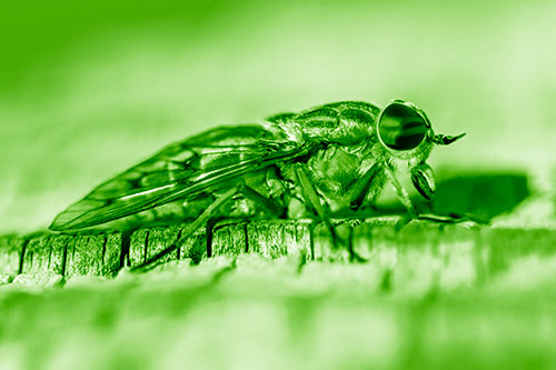 Horse Fly Resting Among Cracked Wood (Green Shade)