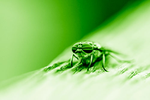 Horse Fly Resting Among Grooved Wood (Green Shade)