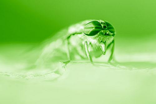 Horse Fly Sticking Tongue Out Among Sunlight (Green Shade)