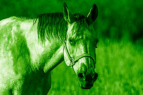 Horse Making Eye Contact (Green Shade Photo)