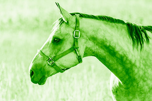 Horse Wearing Bridle Among Sunshine (Green Shade Photo)