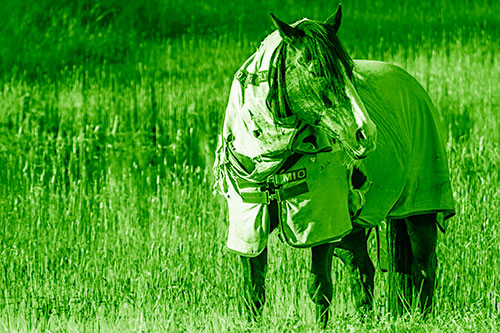 Horse Wearing Coat Atop Wet Grassy Marsh (Green Shade Photo)