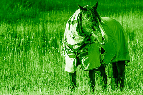 Horse Wearing Coat Atop Wet Grassy Marsh (Green Shade)