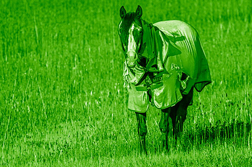 Horse Wearing Coat Standing Along Marsh (Green Shade Photo)