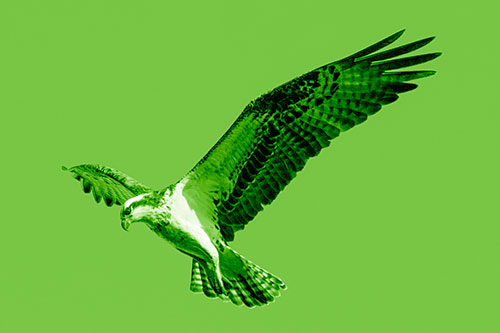 Hovering Osprey Hawk Looking For Fish Below (Green Shade)