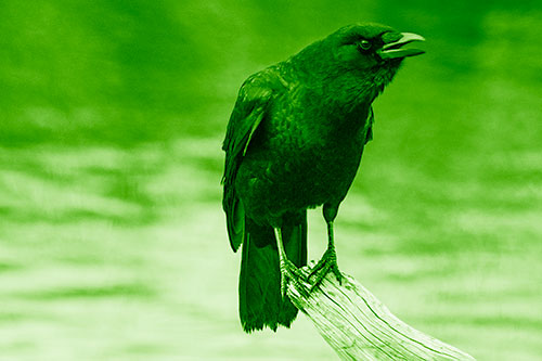 Hunched Over Crow Cawing Atop Broken Tree Log (Green Shade)