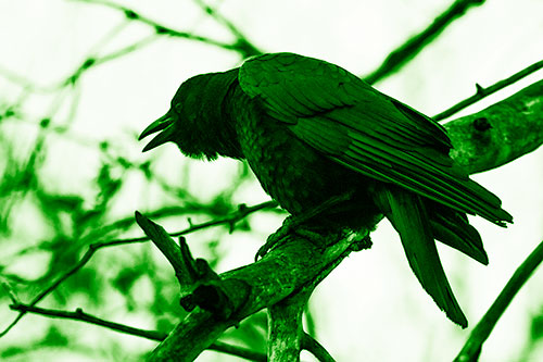 Hunched Over Crow Cawing Atop Tree Branch (Green Shade Photo)
