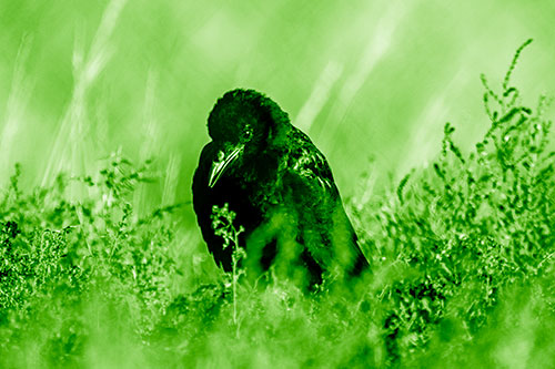Hunched Over Raven Among Dying Plants (Green Shade Photo)