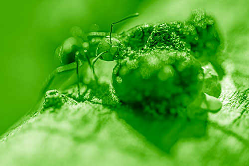 Hungry Carpenter Ant Tears Food Using Mandible Jaws (Green Shade Photo)