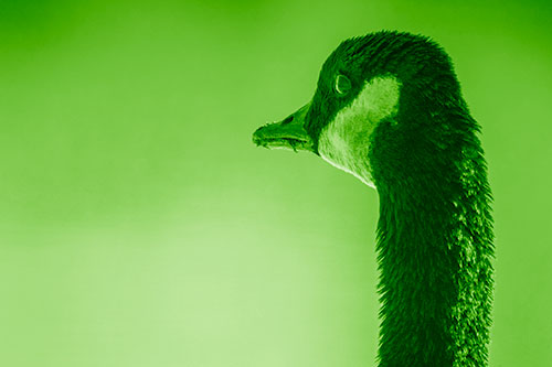Hungry Crumb Mouthed Canadian Goose Senses Intruder (Green Shade Photo)