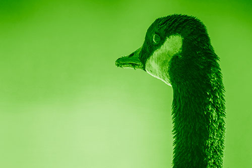 Hungry Crumb Mouthed Canadian Goose Senses Intruder (Green Shade)