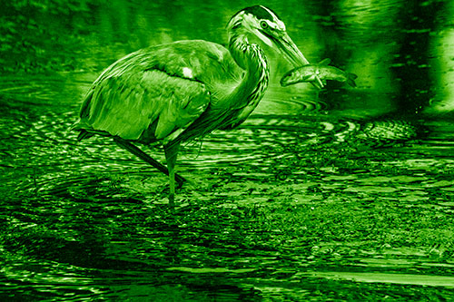 Hungry Great Blue Heron Spears Through Trout Fish (Green Shade)