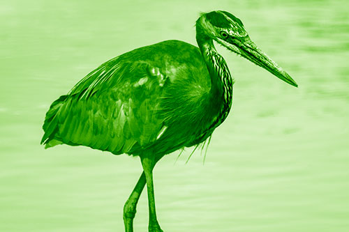 Hungry Great Blue Heron Spots Swimming Fish (Green Shade)