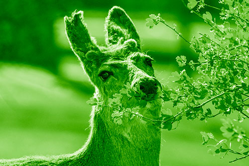 Hungry Lone Mule Deer Chewing Tree Leaves (Green Shade)