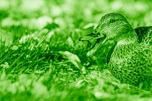Hungry Mallard Duck Devours Cherry (Green Shade)