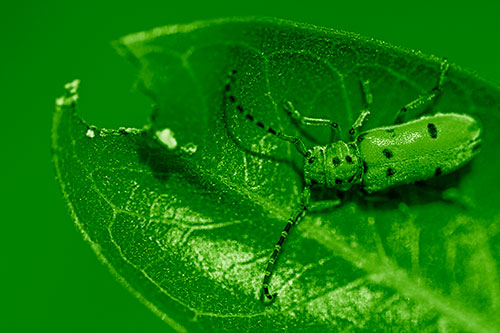 Hungry Red Milkweed Beetle Rests Among Chewed Leaf (Green Shade)