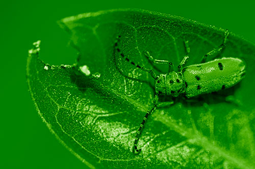 Hungry Red Milkweed Beetle Rests Among Chewed Leaf (Green Shade Photo)