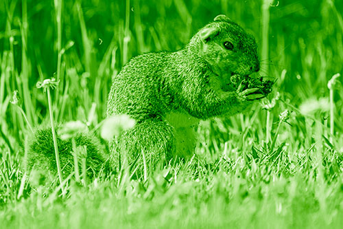 Hungry Squirrel Feasting Among Dandelions (Green Shade Photo)
