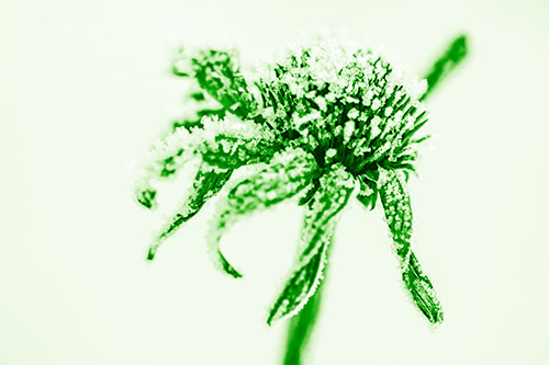 Ice Frost Consumes Dead Frozen Coneflower (Green Shade Photo)