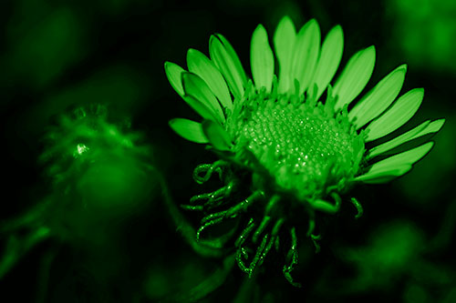 Illuminated Gumplant Flower Surrounded By Darkness (Green Shade Photo)