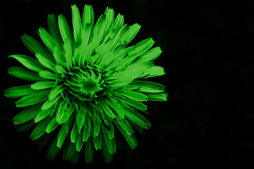 Illuminated Taraxacum Flower In Darkness (Green Shade Photo)