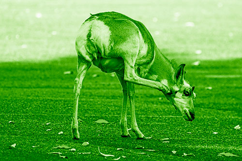 Itchy Pronghorn Scratches Neck Among Autumn Leaves (Green Shade Photo)