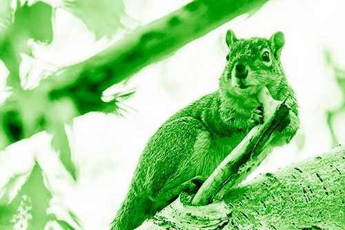Itchy Squirrel Gets Tree Branch Massage (Green Shade Photo)