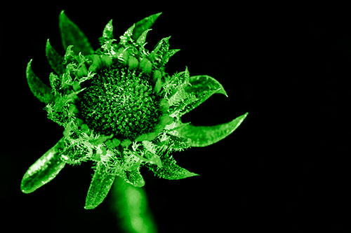 Jagged Tattered Rayless Sunflower (Green Shade Photo)