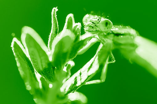 Joyful Dragonfly Enjoys Sunshine Atop Plant (Green Shade Photo)
