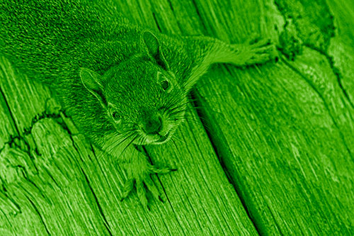 Joyful Squirrel Looking Upwards Among Wooden Pole (Green Shade)