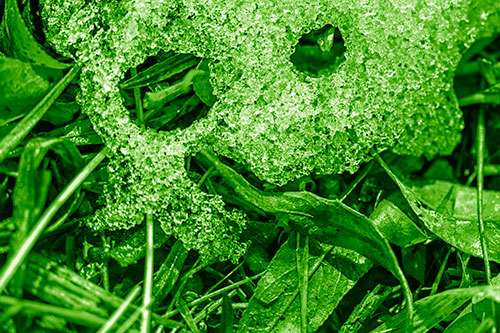 Joyful Tongue Twisting Leafy Eyed Glistening Ice Face (Green Shade Photo)