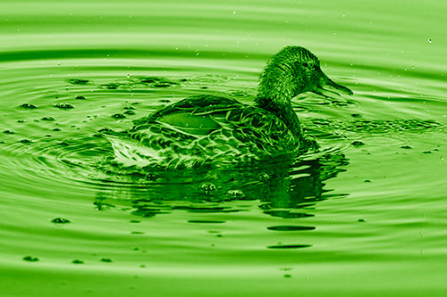 Joyful Water Splashing Mallard Duck Enjoying Calm Lake (Green Shade)
