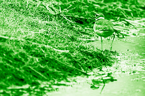 Killdeer Bird Turning Corner Around River Shoreline (Green Shade Photo)