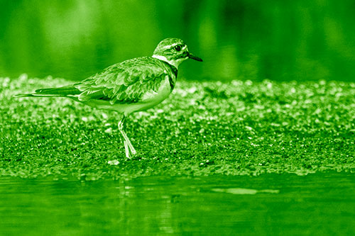 Killdeer Wanders Along Rocky River Shoreline (Green Shade)