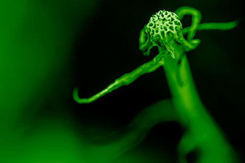 Kung Fu Gumplant Figure Punching Among Wind (Green Shade Photo)