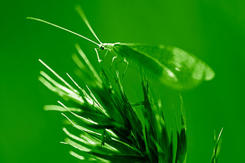 Lacewing Standing Atop Plant Blades (Green Shade Photo)