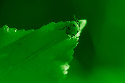 Ladybug Crawling To Top Of Leaf (Green Shade Photo)