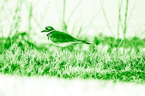Large Eyed Killdeer Bird Running Along Grass (Green Shade)