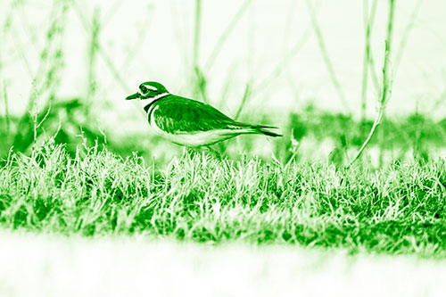 Large Eyed Killdeer Bird Running Along Grass (Green Shade Photo)