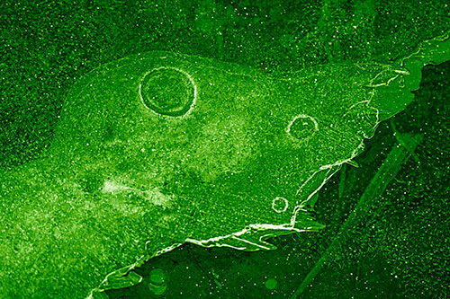 Large Headed Bubble Eyed Ice Face Frozen Among River (Green Shade)