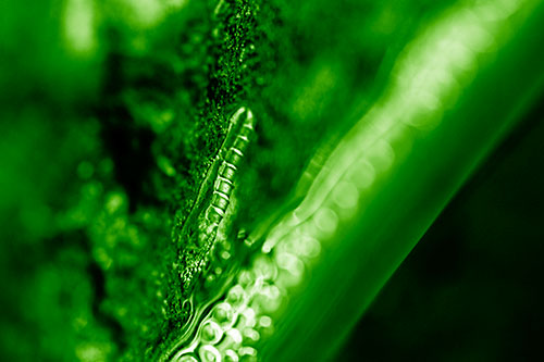 Larva Slithering Along Wet Shore Rock (Green Shade Photo)